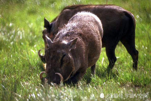  勒沃库森进攻端全面哑火遭遇惨败困境